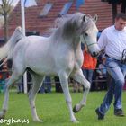 Vollblutaraber Hengst