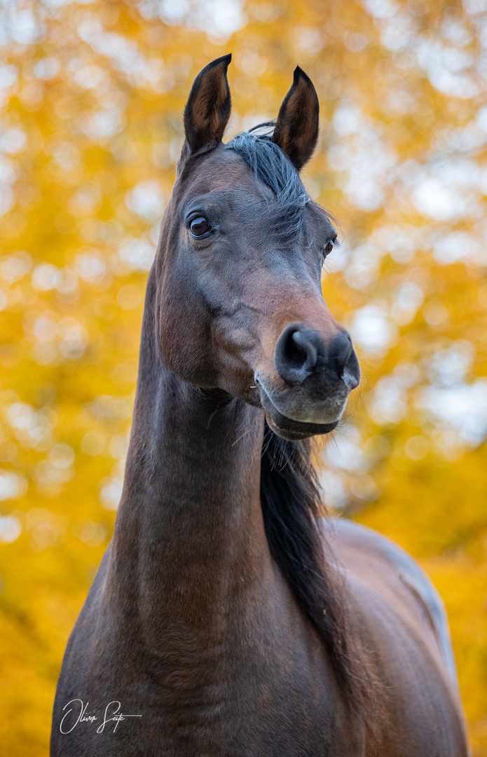 Vollblutaraber im Herbst