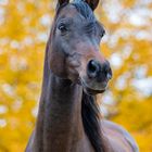 Vollblutaraber im Herbst