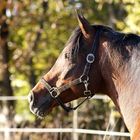 Vollblutaraber in der warmen Herbstsonne