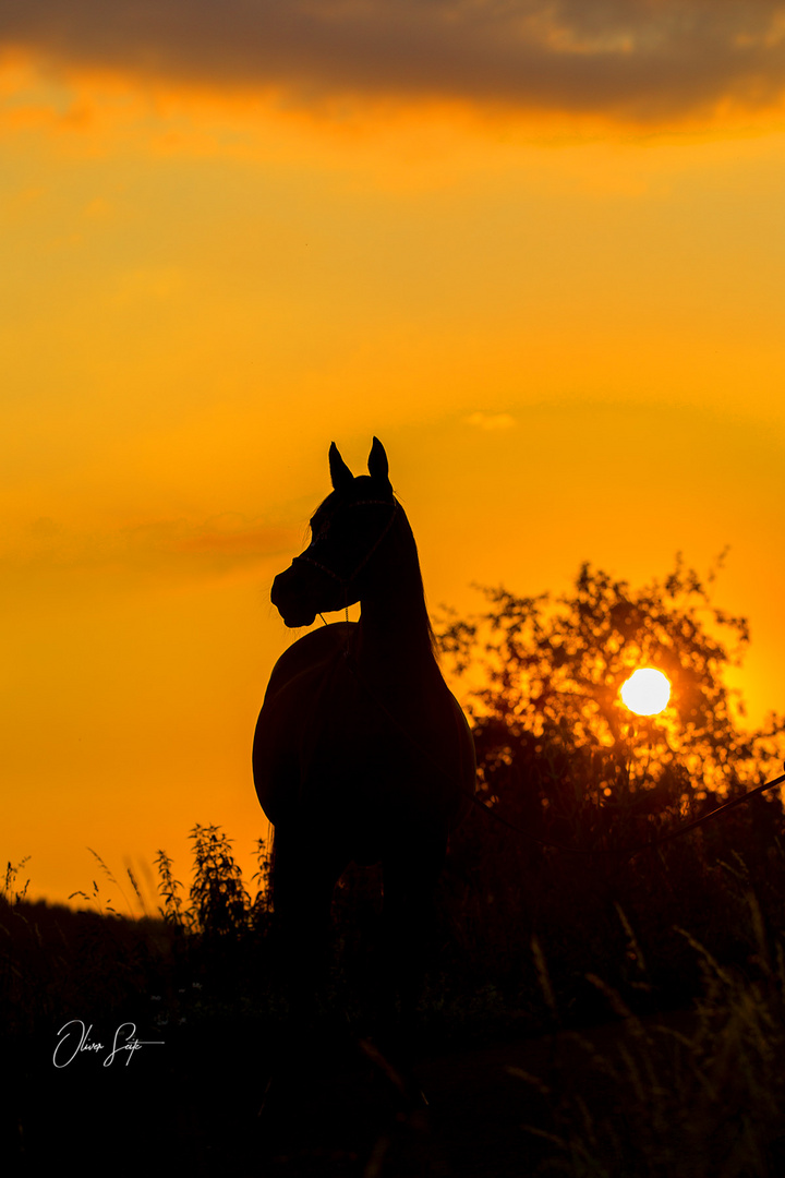 Vollblutaraberstute Napirai im Sonnenuntergang