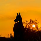 Vollblutaraberstute Napirai im Sonnenuntergang