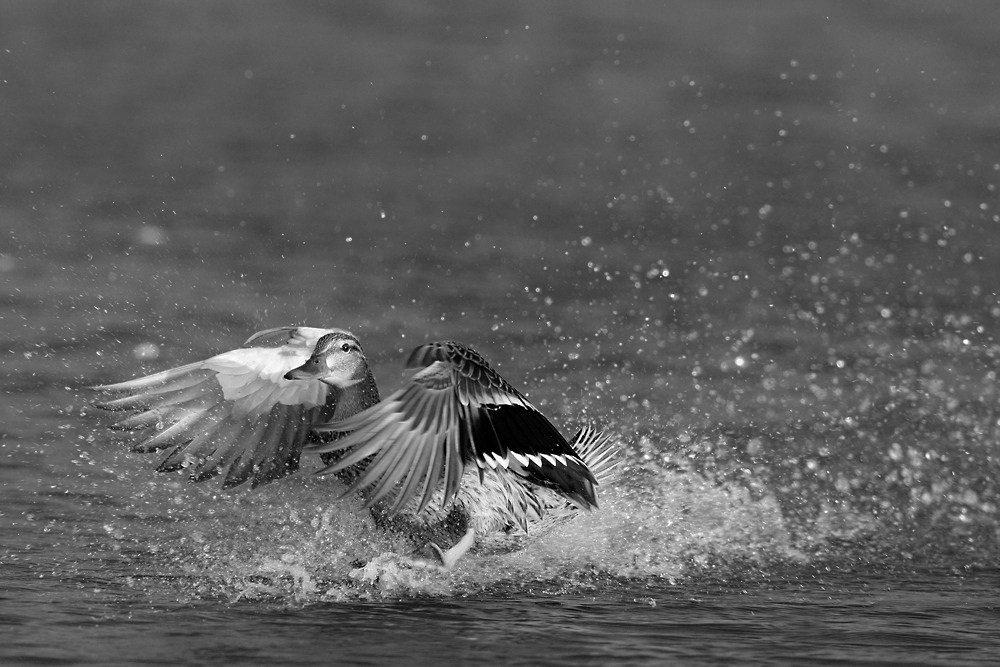 Vollbremsung Foto & Bild tiere, wildlife, wild lebende vögel Bilder