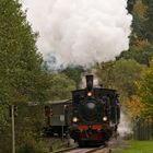 Volldampf im Pfälzerwald