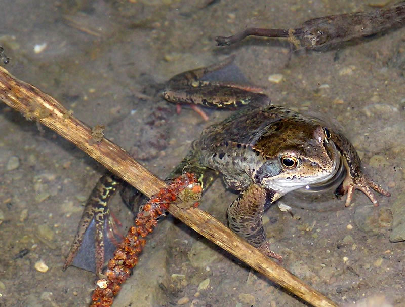 vollderfrosch