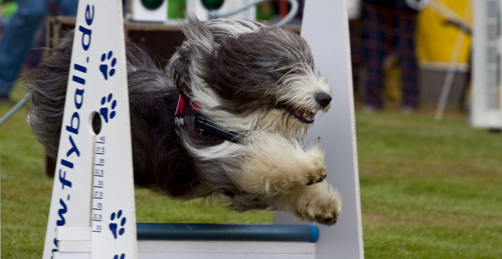 Volle Action beim Flyball