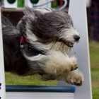 Volle Action beim Flyball
