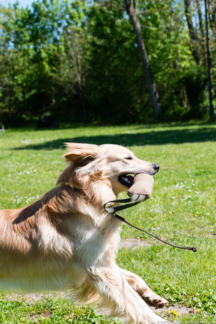 Volle Action beim Hundetraining