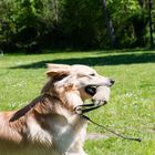 Volle Action beim Hundetraining