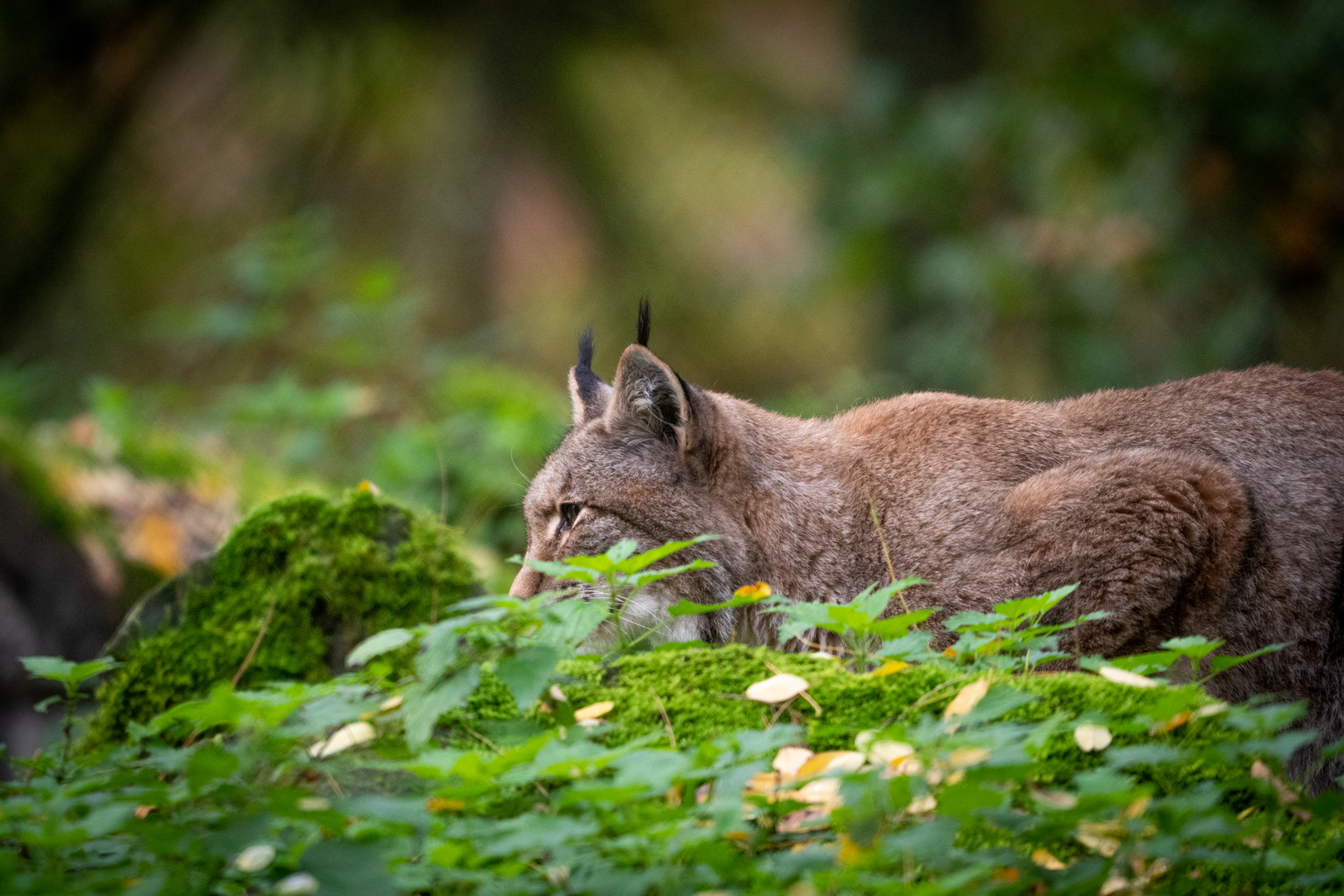 Volle Anspannung ..... Die Maus gehört ihm..