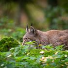 Volle Anspannung ..... Die Maus gehört ihm..