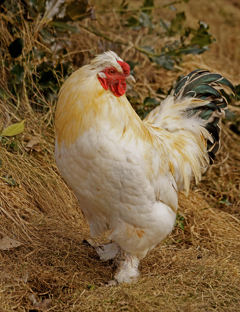 Volle Auftragsbücher...bald ist Ostern