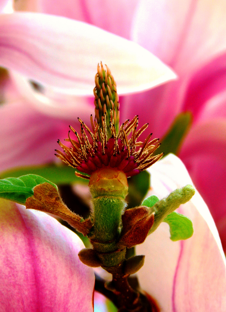 Volle Blüte