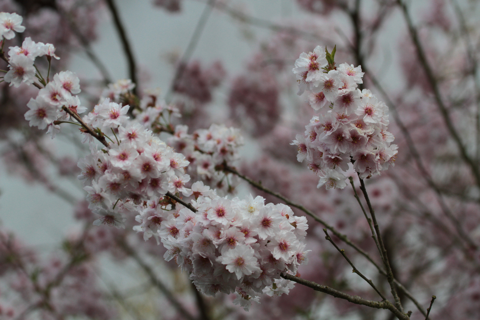 Volle Blüte