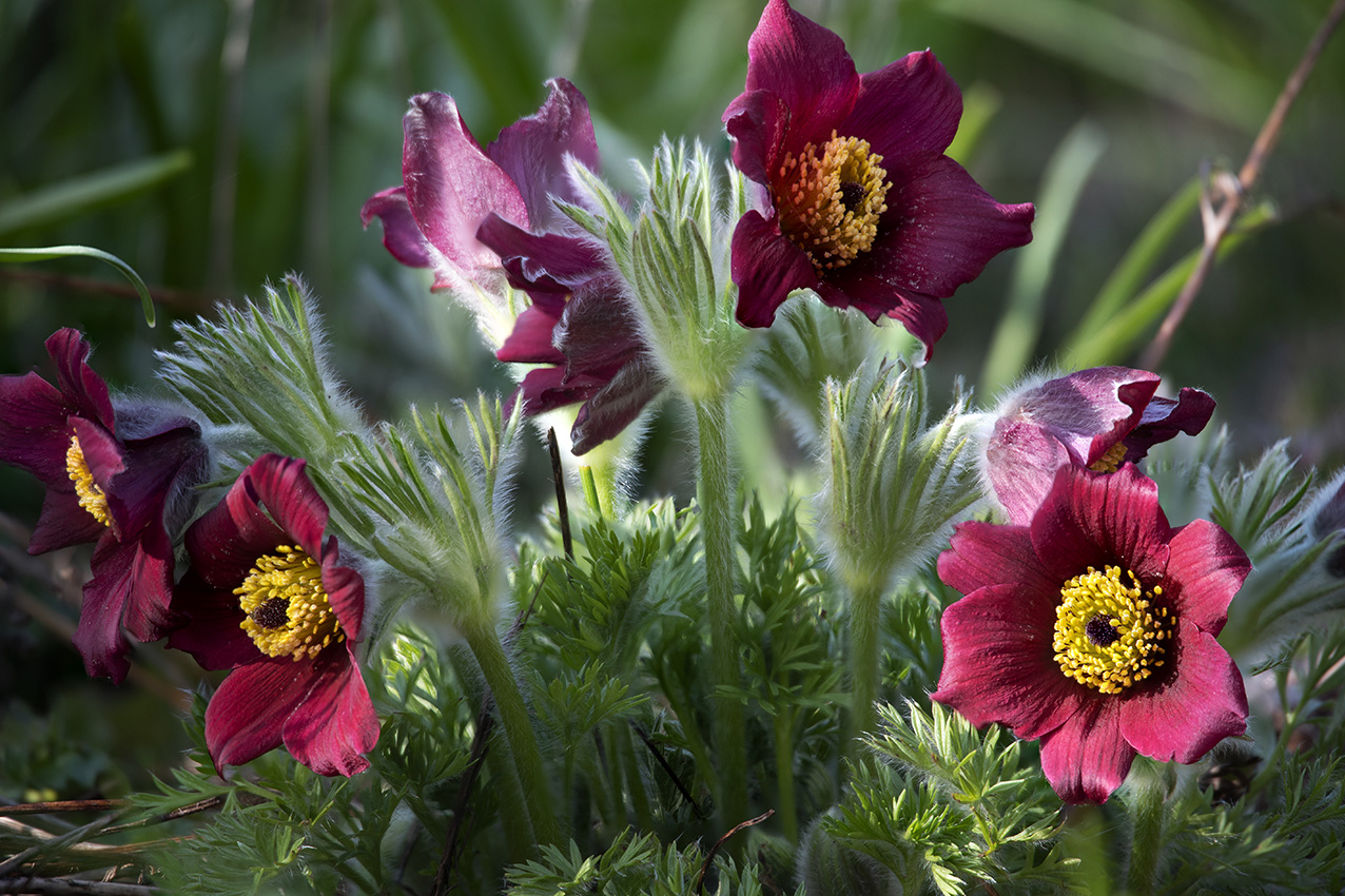 Volle Blüte