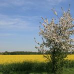 volle Blüte