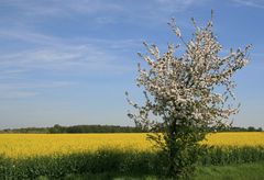 volle Blüte