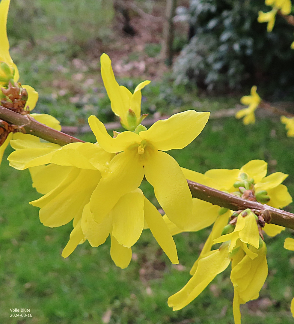 Volle Blüte