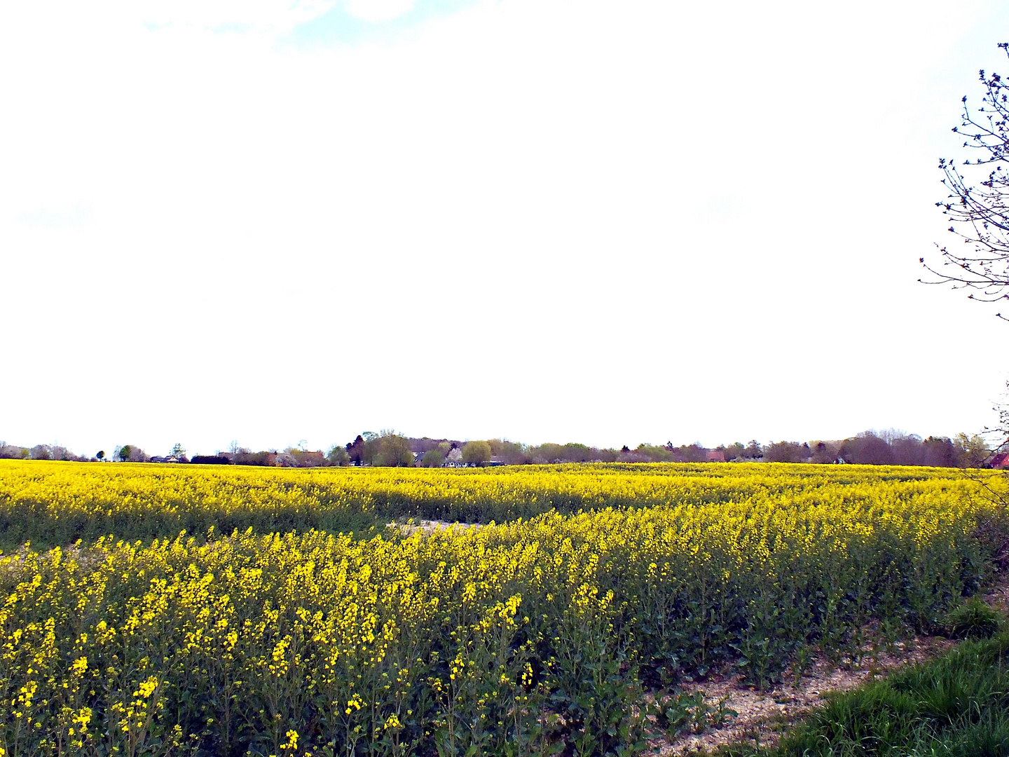 volle Blüte