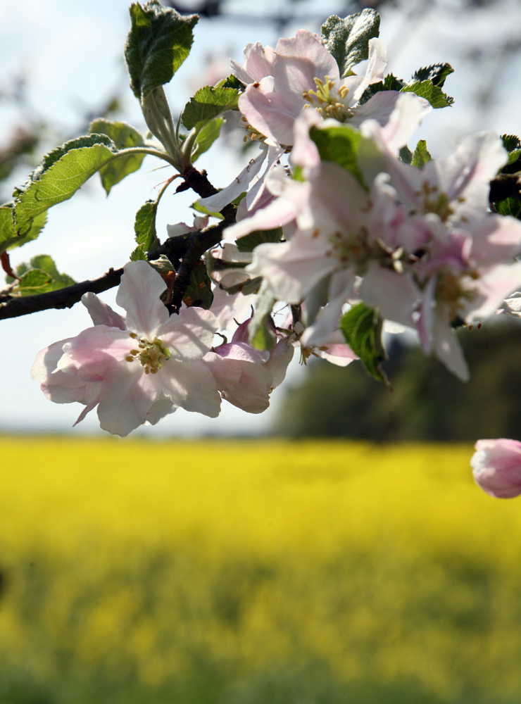 Volle Blüte