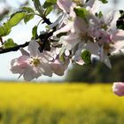 Volle Blüte