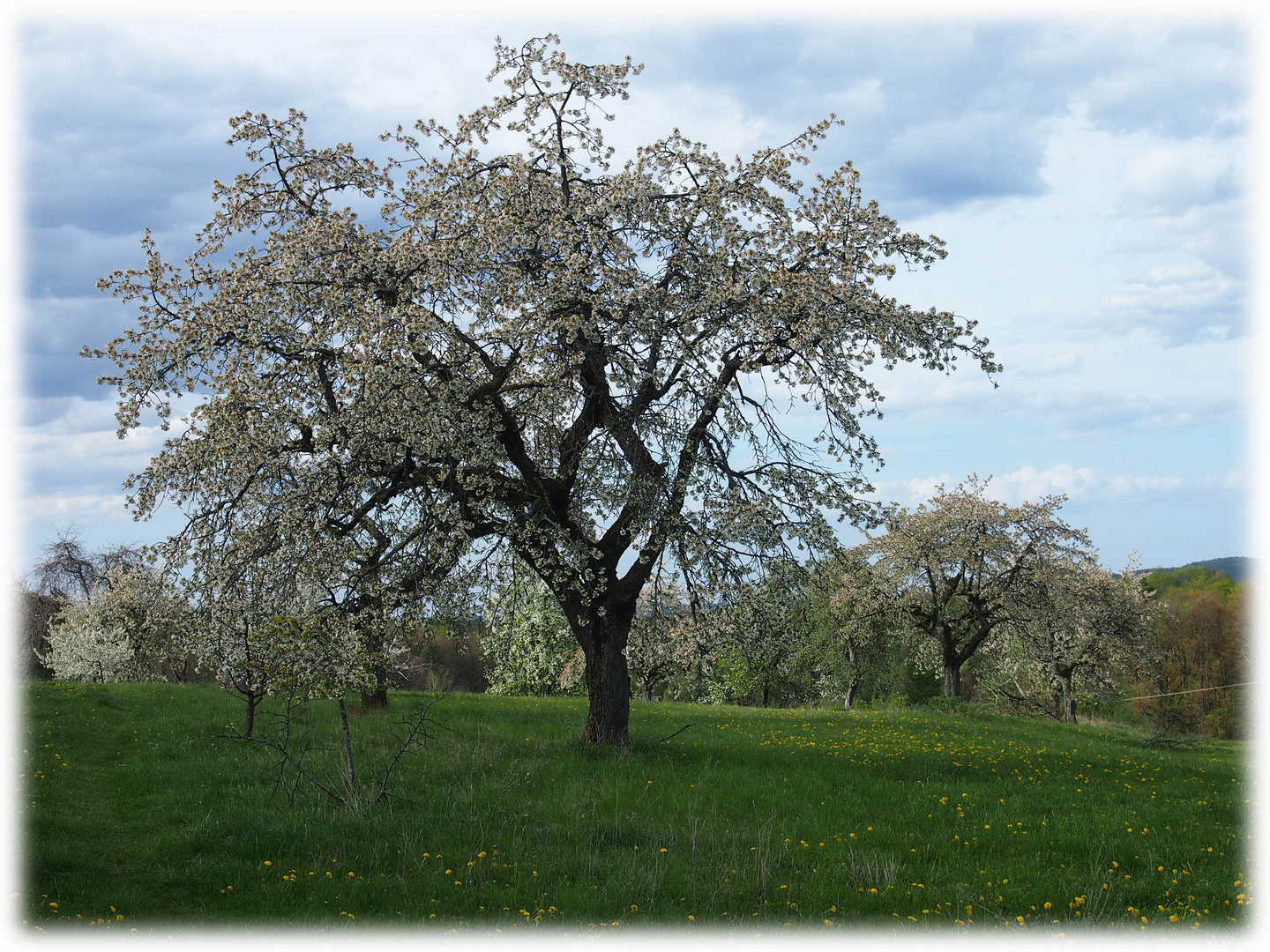 Volle Blüte...