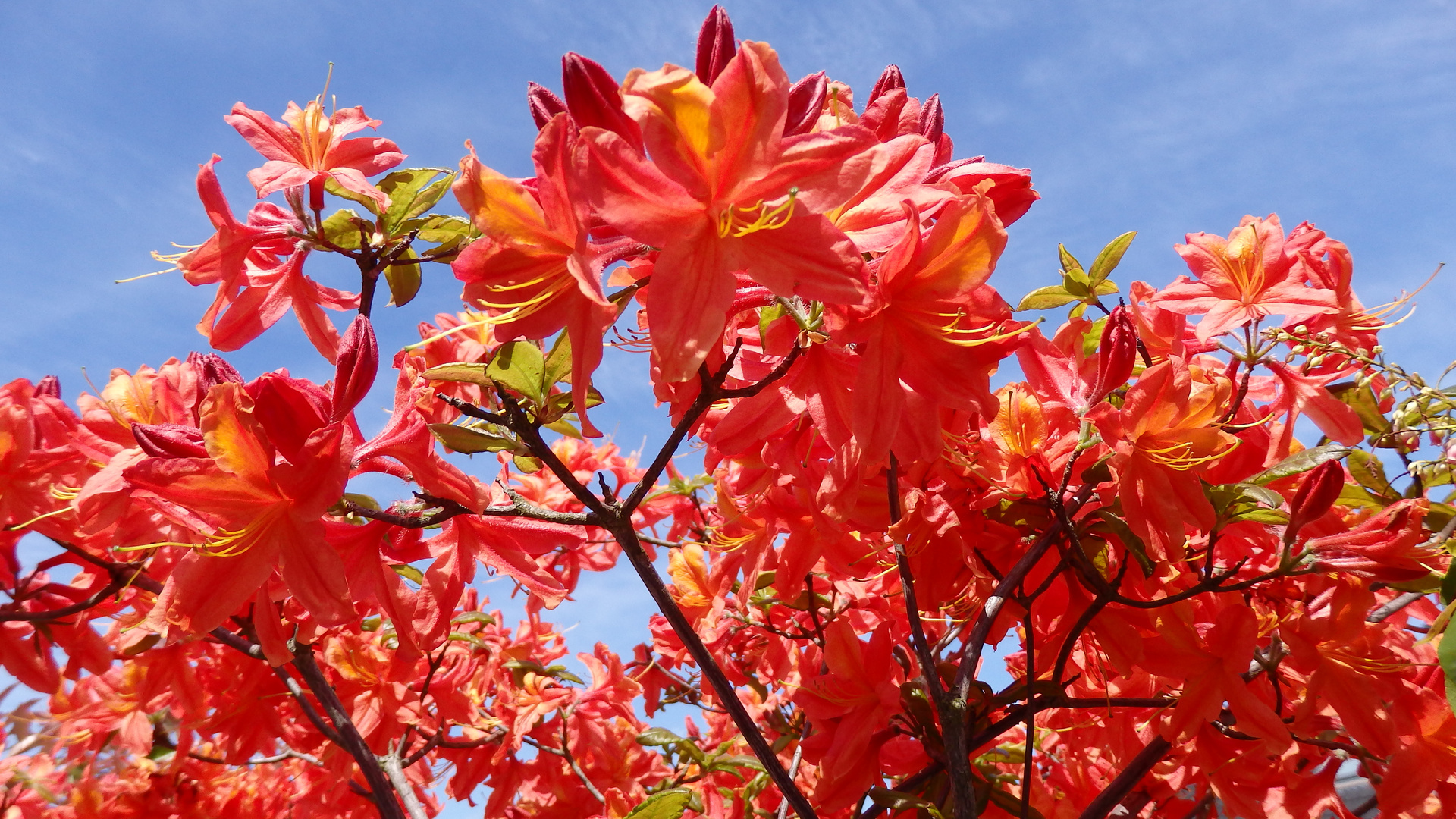 Volle Blüte