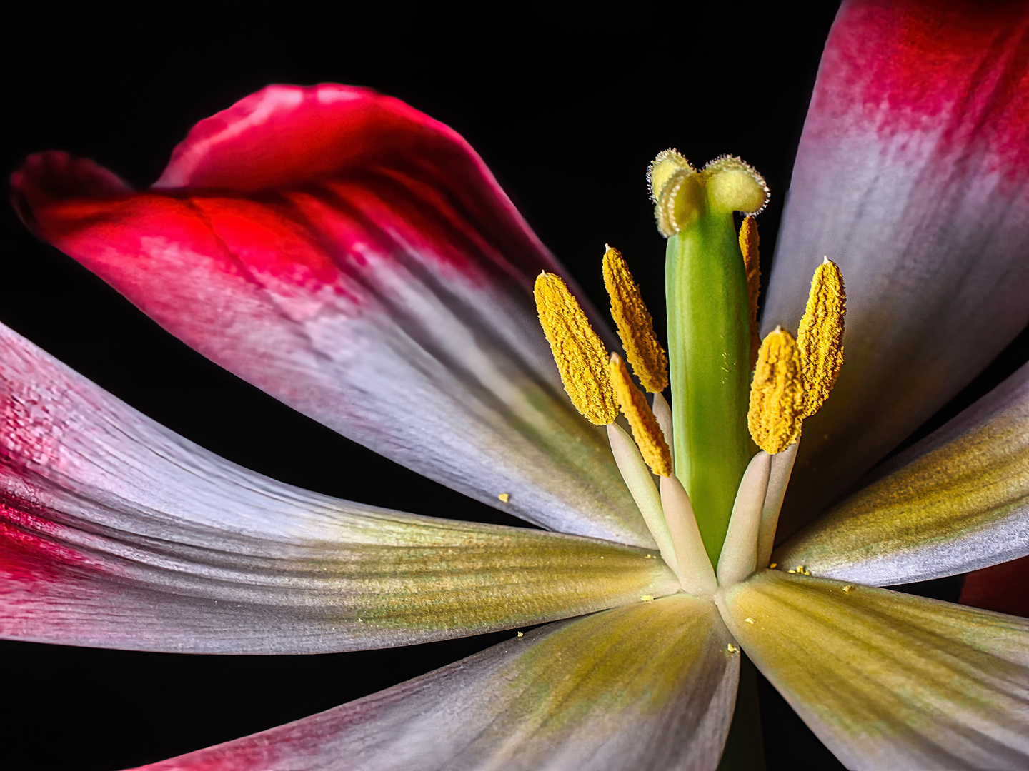 volle Blüte