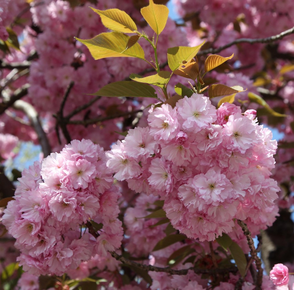 Volle Blüte