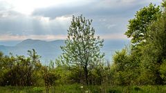 volle Blüte auf der Alb