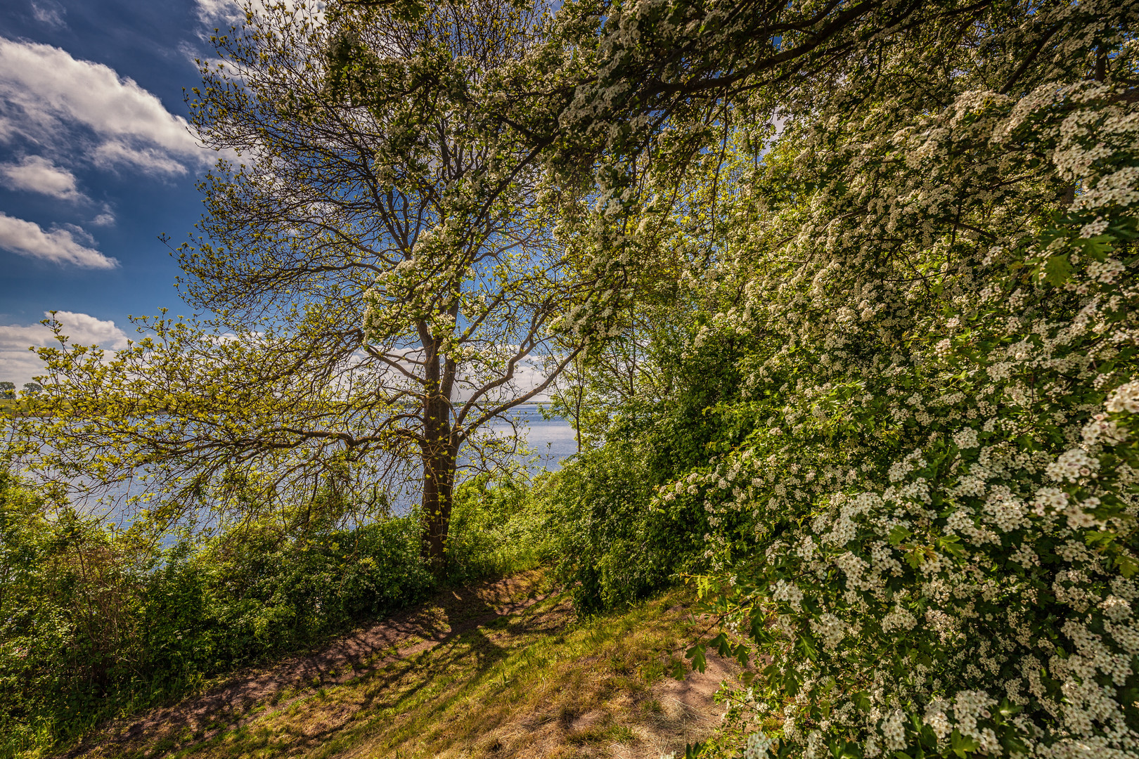 Volle Blüte