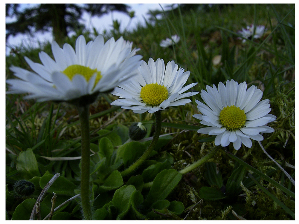 Volle Blüte ...