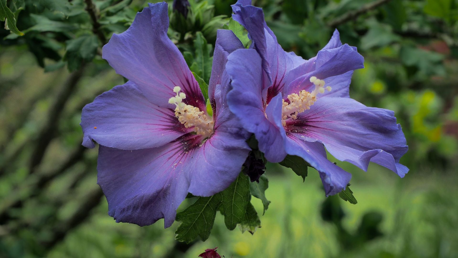 volle Blüte