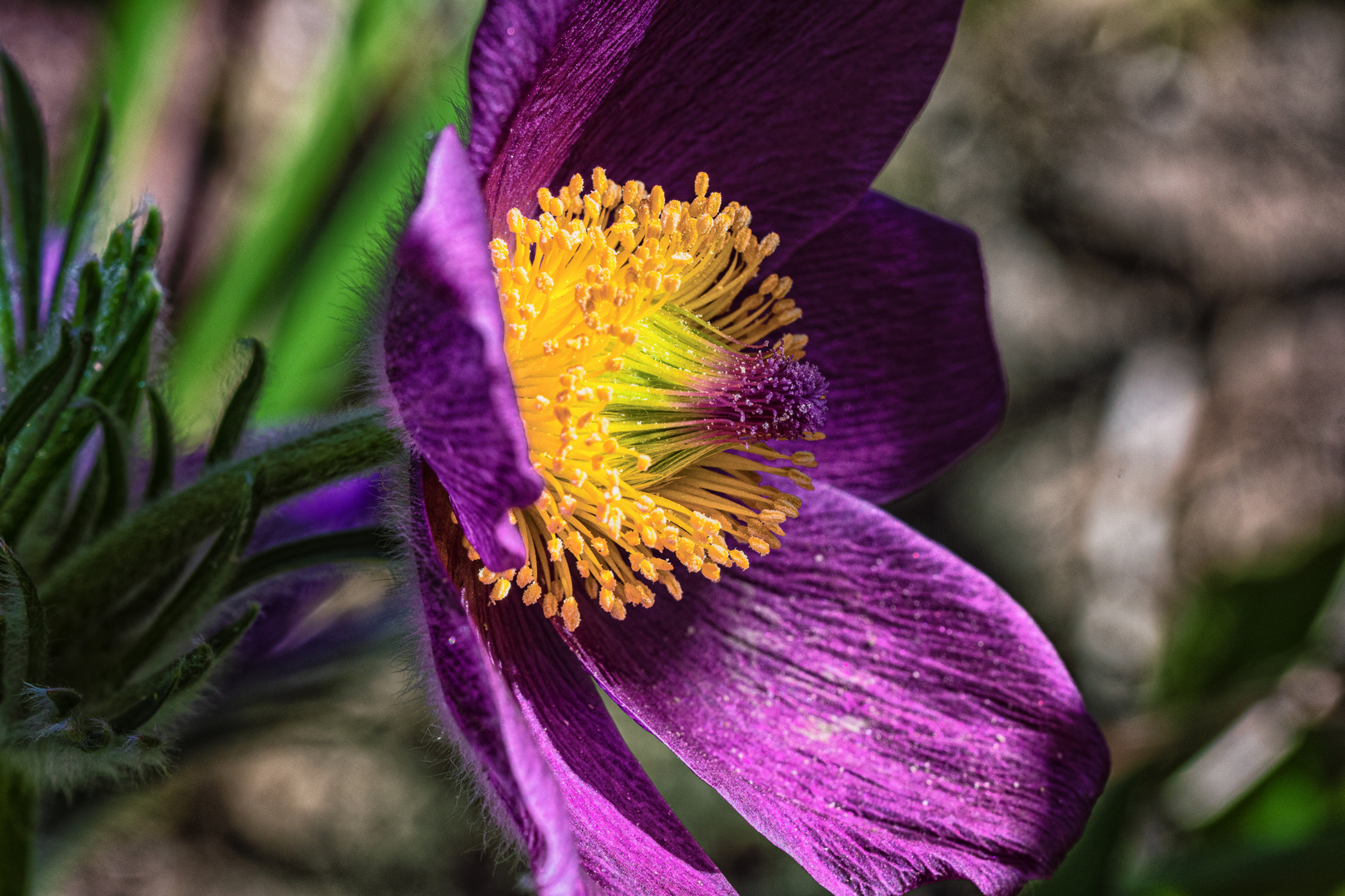 Volle Blüte Küchenschelle