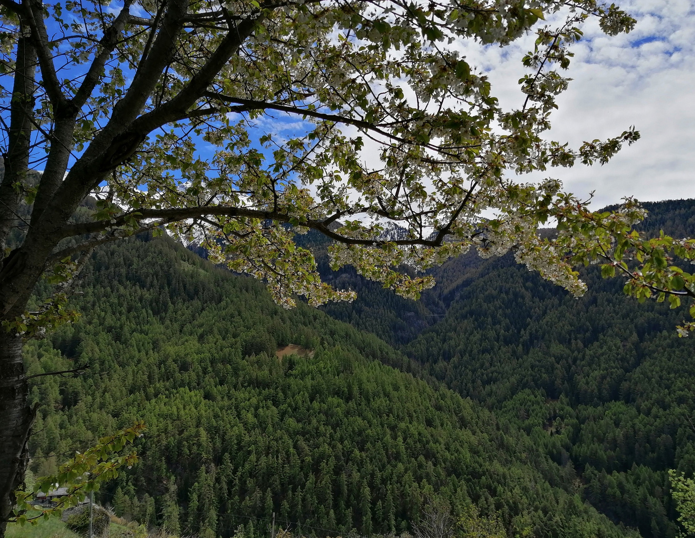 Volle Blüten im Wallis! 