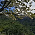 Volle Blüten im Wallis! 