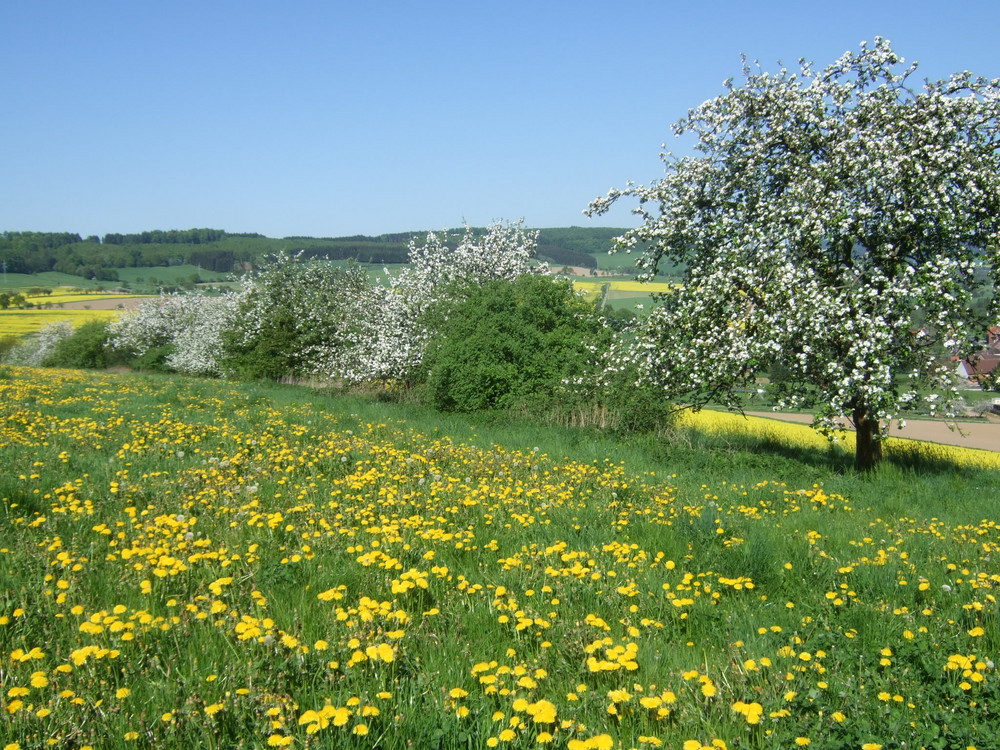 volle Blütenbracht