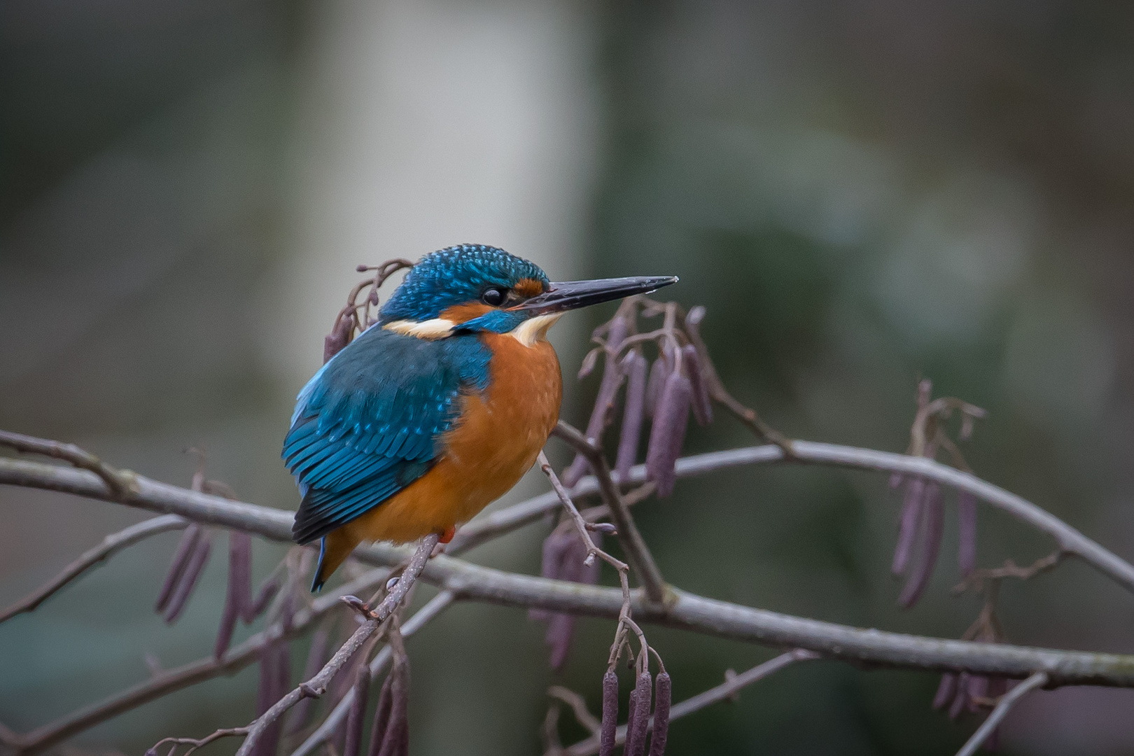 volle-breitseite-foto-bild-natur-vogel-tiere-bilder-auf-fotocommunity