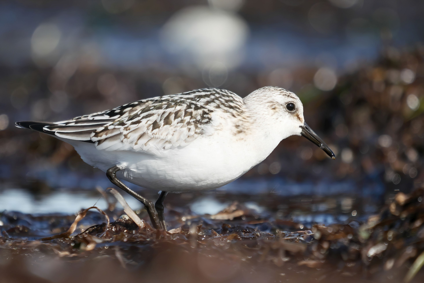 volle-breitseite-foto-bild-ostsee-natur-tiere-bilder-auf-fotocommunity