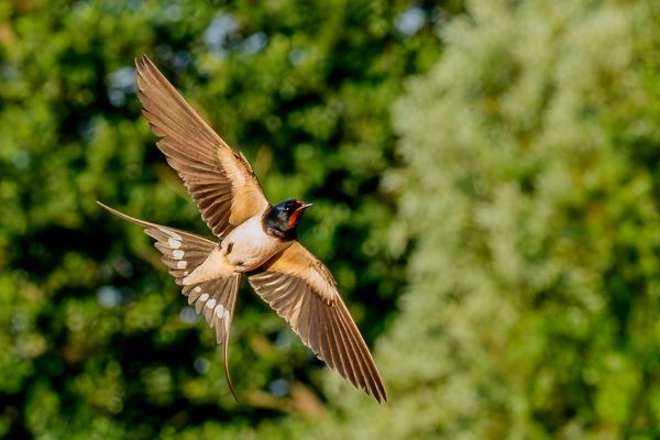 Volle Entfaltung, Rauchschwalbe