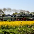 Volle Fahrt im Blütenmeer