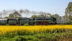 Volle Fahrt im Blütenmeer