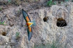 Volle Flügelspannweite...!
