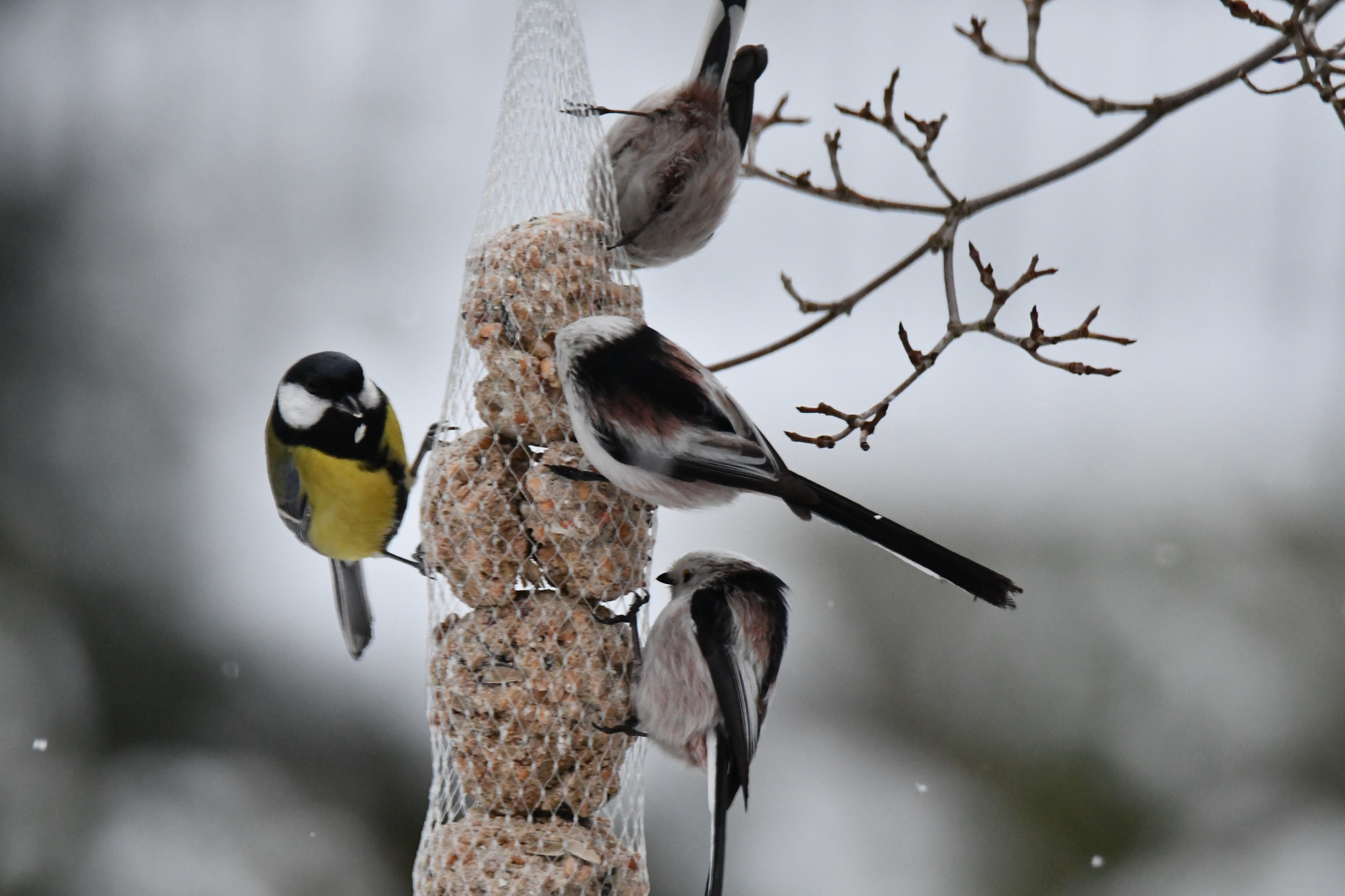 Volle Kanone bei der Winterfütterung