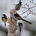 Volle Kanone bei der Winterfütterung