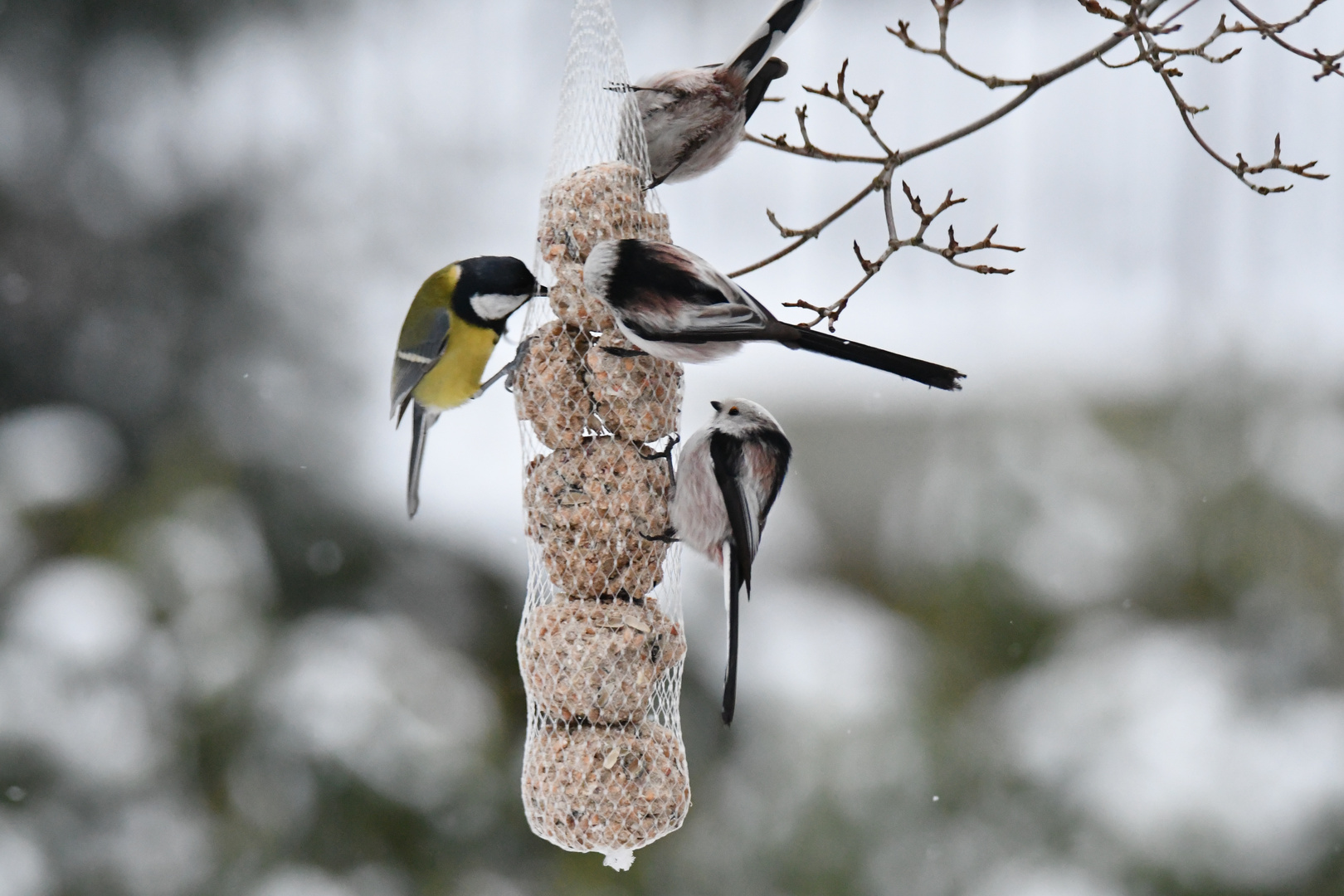 Volle Kanone bei der Winterfütterung 2