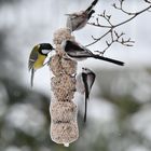 Volle Kanone bei der Winterfütterung 2