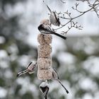 Volle Kanone bei der Winterfütterung 3