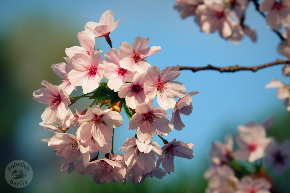 Volle Kirschblüte