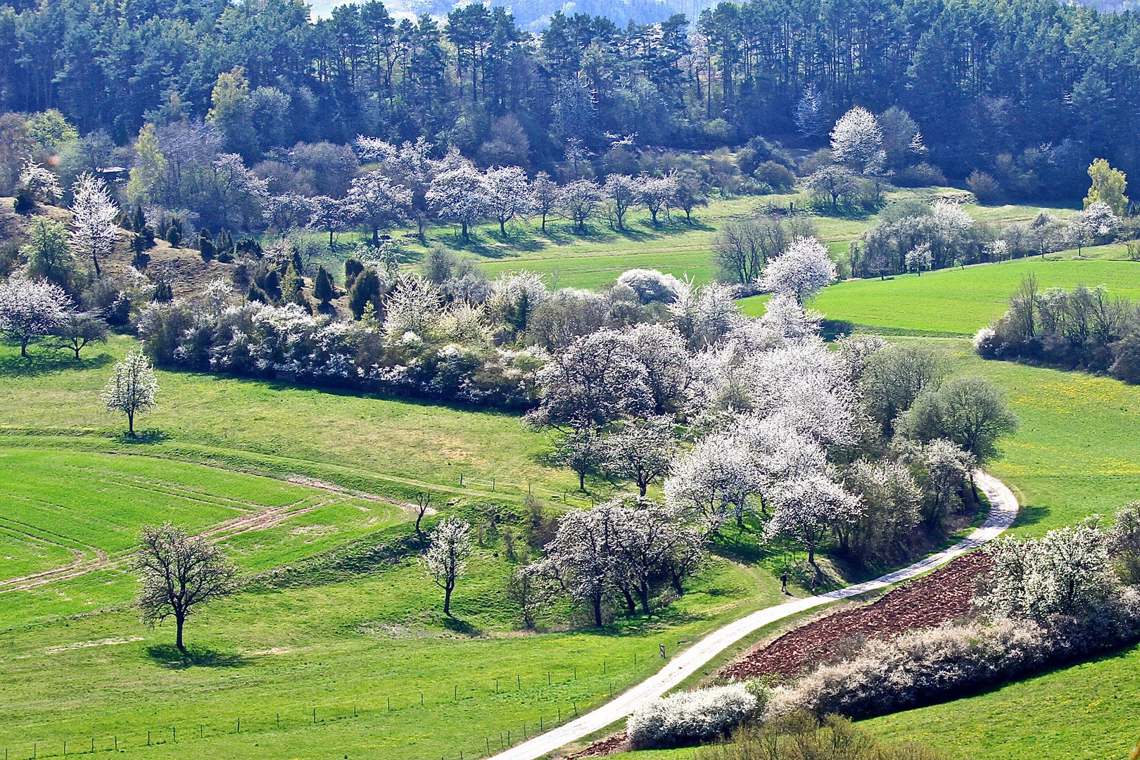 Volle Kirschblüte